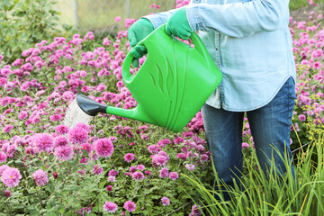 Wall Mural - Gardener watering flower bed with pink purple chrysanthemum flowers with water in watering can in garden close up