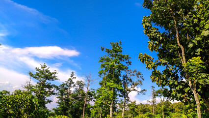 Wall Mural - Tropical natural wallpaper views of tall trees and green blue sky background in Indonesia