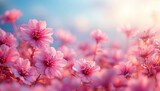 Fototapeta Kwiaty - Spring flowers bloom. Cherry Blossom Blossoming Cherry Tree In Full Bloom On Blue pink Sky Background, Sakura Flower. Japanese Garden in Spring. Flowering of a Fruitful Plant. Fresh Blossoms Petals. 