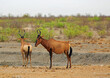 Red Hartebeest (Alcelaphus buselaphus caama) standing on the dry African savannah, with a natural green bush background. They have rounded horns and bright reddy/brown fur.