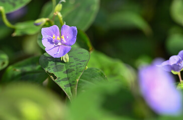 Sticker - Beautiful close-up of a tinantia pringlei flower