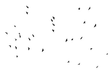 Wall Mural - bird - flock of birds silhouette isolated on white clear background