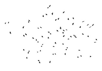 Wall Mural - bird - flock of birds silhouette isolated on white clear background