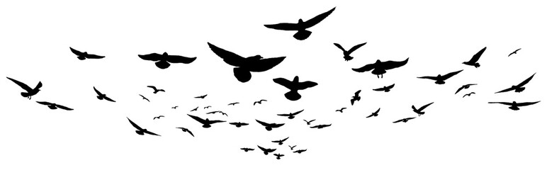Wall Mural - bird - flock of birds silhouette isolated on white clear background