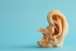 Anatomy of the human ear Isolated on blue bright background