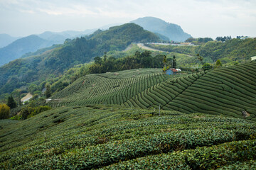 Canvas Print - Green lush tea field in countryside