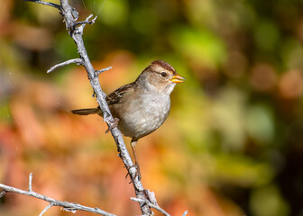 Wall Mural - White-crowned Sparrow
