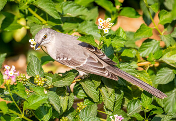 Wall Mural - Northern Mockingbird