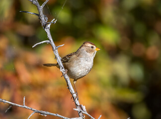 Wall Mural - White-crowned Sparrow