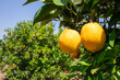 Close up of orange trees in the garden, food or agricultural concept