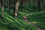 Fototapeta Konie - Spring Beech Forest with Blooming Anemone and Path
