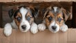 Two scared little puppies sitting in an old cardboard box on the streetю Volunteering at an animal shelter. Rescue dog, new family for pets, pet adoption, helping animals. Generative ai