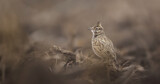 Fototapeta Konie - Crested lark Galerida cristata sits in a spring field and prepares for mating by singing.