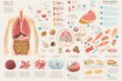 A comprehensive diagram displaying the various organs and structures of the human body, An infographic detailing the effects of a food allergy on the human body, AI Generated