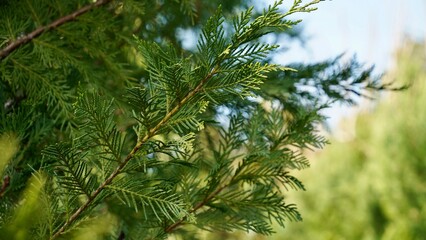 thuja occidentalis. green thuja tree branches, background.
