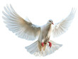dove of peace png