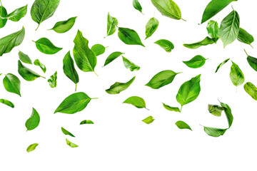  Flying green leaves isolated on transparent background 