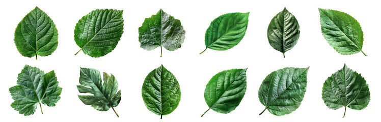 Wall Mural - Various green plant leaves isolated, cut out transparent