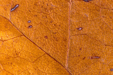 macro photo of a dry leaf