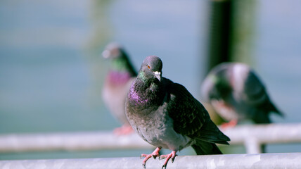 Sticker - Rock pigeon perched on a harbor railing