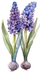 Sticker - A painting of two purple hyacinth flowers with green leaves