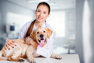 Poster - Veterinarians doctor examination of a pet dog