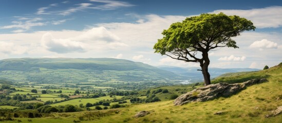 Sticker - Tree on hill with view of valley