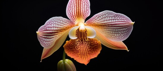 Canvas Print - Close-up of flower on dark backdrop