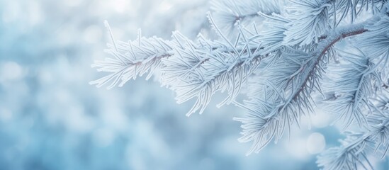 Poster - Frost-covered pine branch closeup