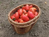Fototapeta Młodzieżowe - Fresh tomatoes in the basket