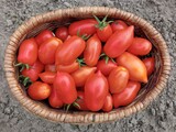 Fototapeta Młodzieżowe - Fresh tomatoes in the basket