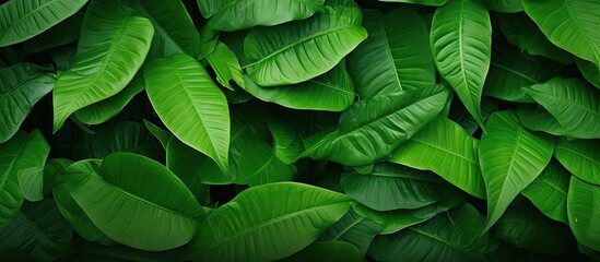 Wall Mural - Close up of green leaves on a textured wall