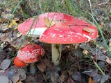 Fototapeta Młodzieżowe - Fly agaric mushrooms in grass