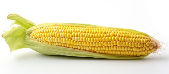 Canvas Print - Corn cob with a corn stalk close up on white background