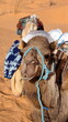 Close up of a dromedary camel (Camelus dromedarius) wearing a blue halter in the Sahara Desert, outside of Douz, Tunisia