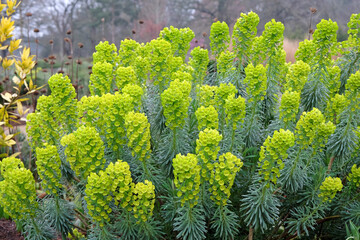 Wall Mural - Green Euphorbia characias, the Mediterranean spurge or Albanian spurge in flower.