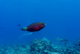 Fototapeta Do pokoju - Parrotfish in the coral reef of Maldives island. Tropical and coral sea wildelife. Beautiful underwater world. Underwater photography.