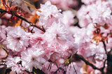 Fototapeta Tulipany - Beautiful Pink Sakura flowers, cherry blossom during springtime against blue sky