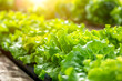 Agriculture technology enhances lettuce growth in an eco-friendly, indoor farm.