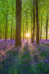 Wall Mural - A carpet of Bluebells in the New Forest, Hampshire, England