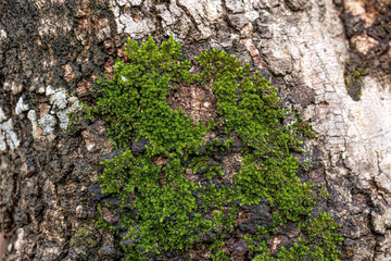 Wall Mural - Green True Mosses