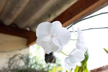 Wall Mural - Orchid Flowering Plant