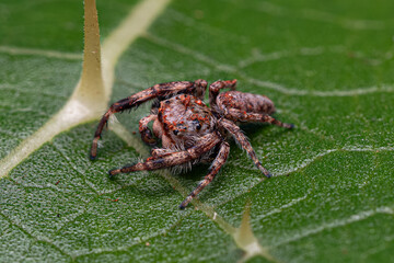 Wall Mural - Small Jumping Spider