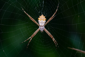 Wall Mural - Adult Female Silver Garden Orbweaver