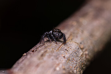 Wall Mural - Small jumping spider