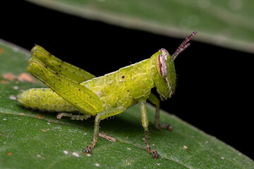 Wall Mural - Short-horned Grasshopper Nymph