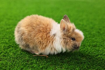 Wall Mural - Cute little rabbit on grass. Adorable pet