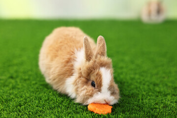 Wall Mural - Cute little rabbit eating carrot on grass