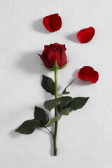 Poster - Honeymoon. Red rose and petals on bed, top view