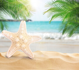 Poster - Beautiful starfish on sandy beach near sea, space for text